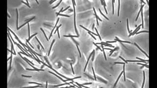 Bacteroidetes gliding motility Flavobacterium johnsoniae [upl. by Wiese659]