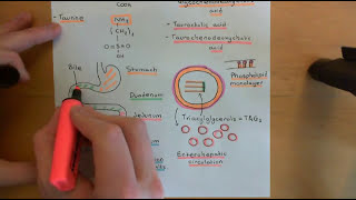 Cholesterol Metabolism Part 2 [upl. by Nalyd]