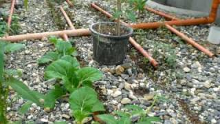 how to construct your own aquaponics in the tropics [upl. by Ardis611]