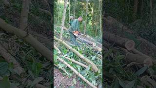 Acacia wood cutting process [upl. by Cheney]