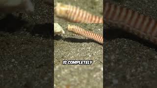 Why Are Bobbit Worms So Dangerous [upl. by Eletnahc]