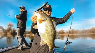 Spring Swimbait Bite Is On Big Bass Attacking Glide Baits [upl. by Nywde]