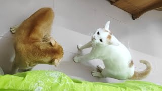 The sound of cats fighting  War cat [upl. by Navannod]