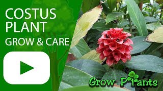 Costus plant  grow amp care Spiral gingers [upl. by Anavi271]