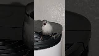 Lavender Waxbill Relaxing on a Dehumidifier A Unique Perch for a Beautiful Bird [upl. by Enimajneb]