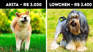 20 Cachorros Que Custam Uma Fortuna [upl. by Seaton497]