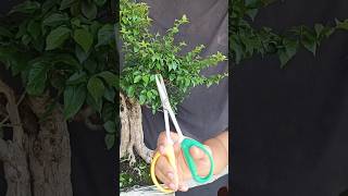 Pruning  wiring Bonsai Gulgum bonsai art bonsaiart Alhamdulillaah [upl. by Rehprotsirhc]