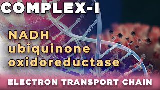 NADH ubiquinone oxidoreductase  NADH q reductase  Complex I of Electron transport chain [upl. by Idnas]