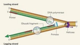 DNA Repair evolved [upl. by Kele]