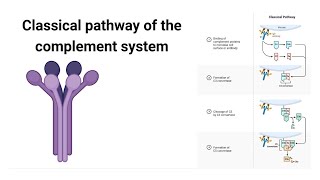 Complement system The Classical Pathway [upl. by Burchett412]