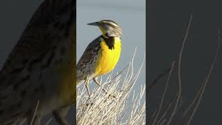 Bird Sounds  North American Meadowlark Tuneful Song shorts [upl. by Ahsyt]