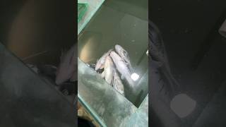 All monster fish death 🥺😭 catfish snakehead fish gurami fish shortvideo shots viralshort viral [upl. by Aniahs715]