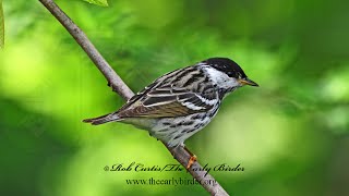 Setophaga striata BLACKPOLL WARBLERS Spring amp Fall foraging 9087608 [upl. by Margaretta]