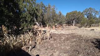 Pinyon Jays  Autumn Chaos [upl. by Amisoc]