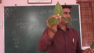 एक बीजपत्री एवं द्वि बीजपत्री पौधे को कैसे पहचाने  How to identify Monocot and dicot plants [upl. by Eetnom200]