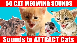 Play This to Attract Your Cat and Make Them Meow Back Sounds to Make Your CAT COME to CUDDLE YOU [upl. by Anirdna]