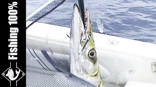 Fishing Barracuda  Corsica Island  France [upl. by Merras]