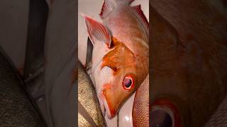 കോളടിച്ച ബംഗാളിshortsfeed malayalamfishing fishmalayalam fishshorts malayalamfishingvideo [upl. by Alpheus]