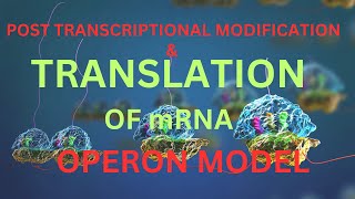 Translation of mRNA amp Operon model theory for neetaiimsnurshingsscin bengali Harunbiozone [upl. by Noguchi]