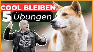 Aufgeregter Hund 5 Übungen damit dein Hund mit Frust umgehen lernt [upl. by Eidnil521]