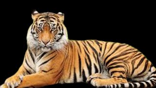 all about tiger read aloud tiger vocabulary viral youtubevideo tiger vocabulary [upl. by Asserac990]