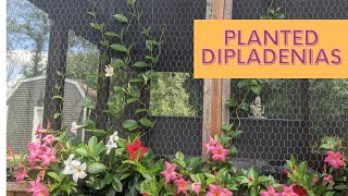 GARDEN Planting Dipladenia [upl. by Nilyaj144]