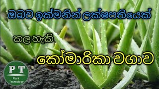 How To Planting Aloe Vera in commercially amp How To Make Money Quickly From Aloe Vera Cultivation [upl. by Nawrocki76]