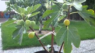 Peters Honey fig tree [upl. by Zapot]