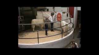 Linear scoring of Charolais cattle [upl. by Pansie]