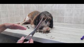 ShihTzu full grooming process very relaxed doggie groom 5 blade dog grooming without restraints [upl. by Nadaha]