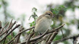 Daurian Shrike Dorset October 2024 [upl. by Keller776]