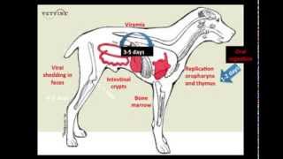 Parvoviral Enteritis in the Canine  Pathogenesis [upl. by Morrison304]