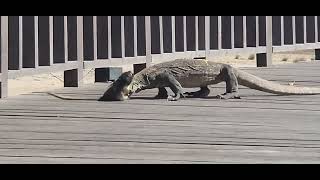 Ambush Biten And Swallow it alive 🐒 that is Komodo Dragon Strategi [upl. by Russon131]