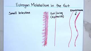 Hormones and the Gut –How they are Connected [upl. by Airbmak745]