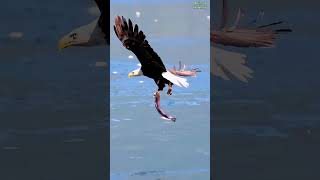 Eagle catching prey fish eagle eagles fiahing bird [upl. by Acimad]