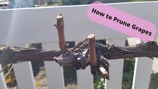 How to Prune Grapes Using the 4 Arm Kniffin System [upl. by Rennug]