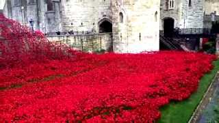 London Poppy Day Remembrance Day 2014 [upl. by Odyssey]