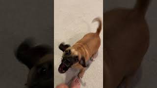 Puggle Obsesses Over Sump Pump in Basement  1513325 [upl. by Lebazi]