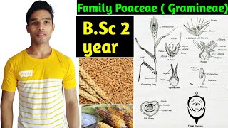 Family Poaceae Gramineae Floral characters daigram formula and Economic importance BSc 2 year [upl. by Cheke]