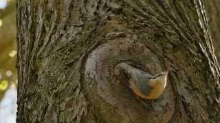 Eurasian Nuthatch Sitta europaea  Kleiber oder Spechtmeise 13 [upl. by Dleifxam941]