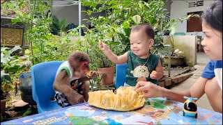 Monkey Sun and Dad discovered another ripe jackfruit in the garden [upl. by Amory218]