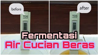 Cara Membuat Fermentasi Air Cucian Beras atau Air Leri [upl. by Lleze473]