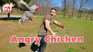 Funny Chickens Chasing People Hilarious Funniest Animals Videos May 2019 [upl. by Abihsot616]