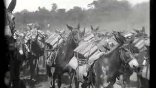 Pack mules with ammunition on the Santiago Trail Cuba [upl. by Hoye]