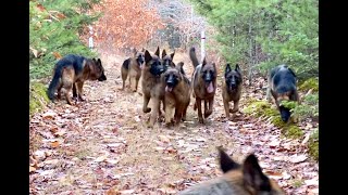 10 german shepherds playing together [upl. by Ainitsirk]