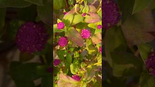 Gomphrena flower plant flowers natural viral music youtube shorts [upl. by Gris]