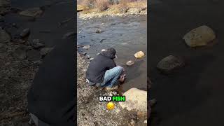 Catching a releasing some trout during a roadtrip catchandrelease fishing trout troutfishing [upl. by Annelg]