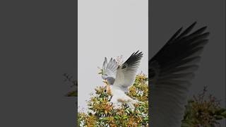 Beautiful Juvenile WhiteTailed Kite arriving and landing…🦅🪶🍃 raptor kite whitetailed birds [upl. by Atnahsal]