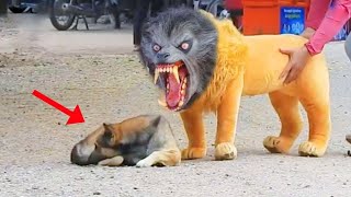 FUNNIEST Dogs Reaction Compilation Caught On Camera [upl. by Ardnohsed137]