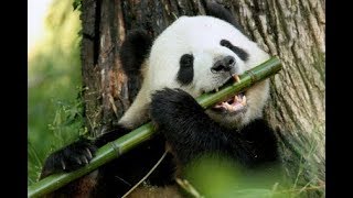 panda hunting down and eating a Bamboo [upl. by Hniht]